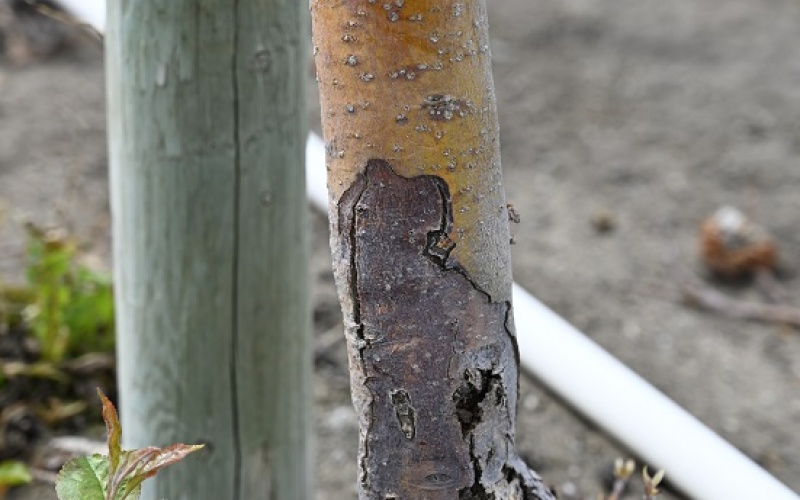 Necrotic canker caused by the fungus Cytospora sp. on an apple tree in Summerland, British Columbia. Photo: Jesse MacDonald